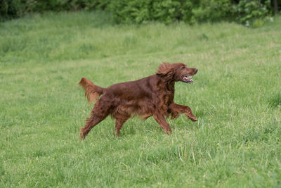 Dog running on grassy field