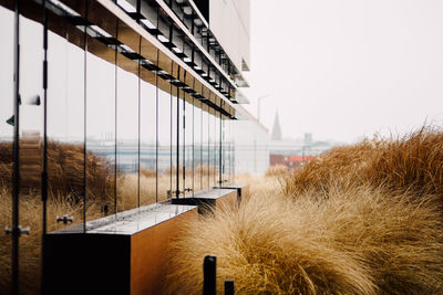 Dry grass by glass building against sky