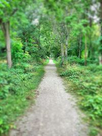 Footpath amidst trees