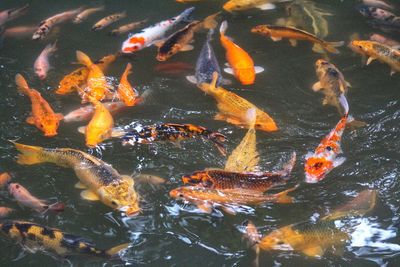 High angle view of koi carps swimming in pond