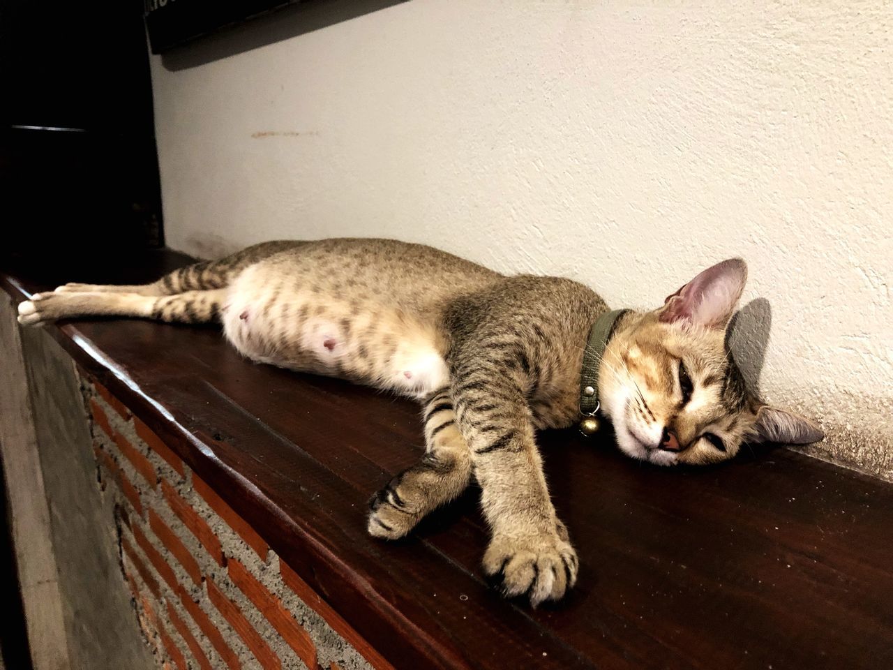 CAT SLEEPING ON WOOD