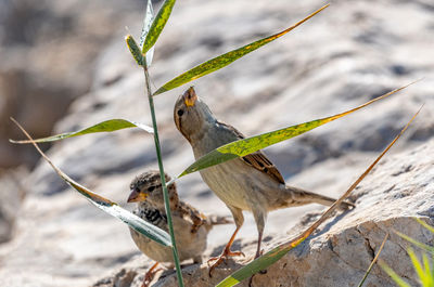 Close-up of birds perching on branch