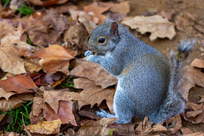 A squirrel with a hurt and damaged eating a nut on a bed of autumn leaves 