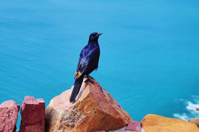 Close-up of bird perching on rock by sea