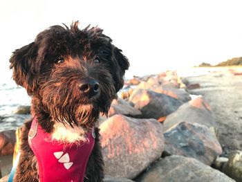 Close-up of dog at beach against sky