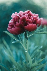 Close-up of purple flowering plant