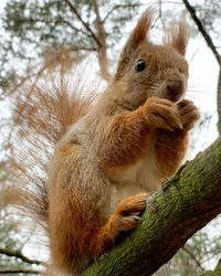 Close-up of squirrel on tree