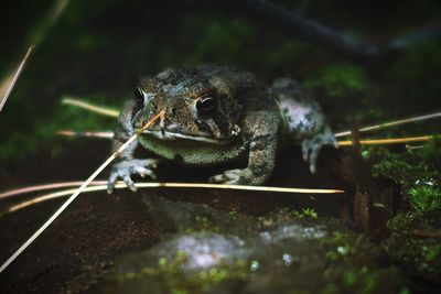 Close-up of frog