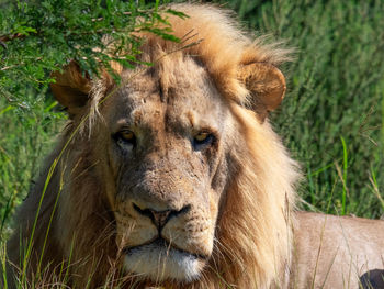 Close-up of lioness