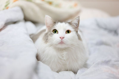 White cat sitting on bed