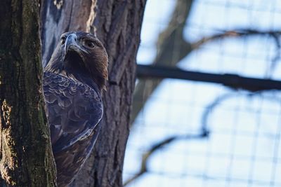 Low angle view of eagle perching on tree trunk