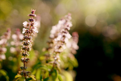 Close-up of insect on plant