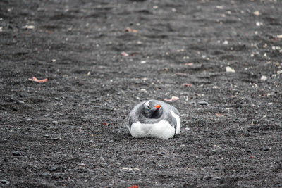 High angle view of seagull