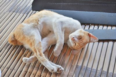 High angle view of cat lying on chair