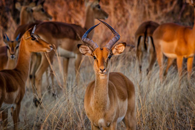 Deer standing in a field