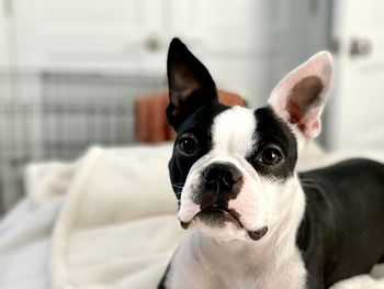 Close-up portrait of dog on bed at home