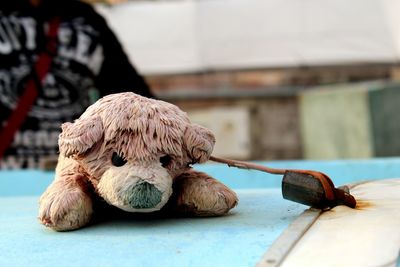 Close-up of iguana on table