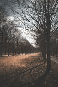 Bare trees on field in forest