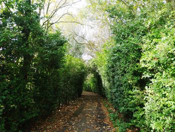 Footpath amidst trees in forest