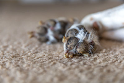 Close-up of a cat