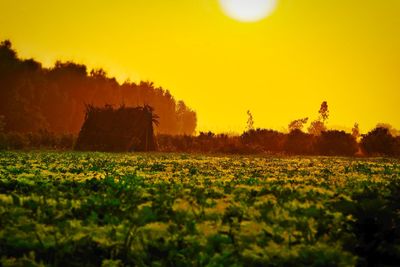 Scenic view of field against sky during sunset