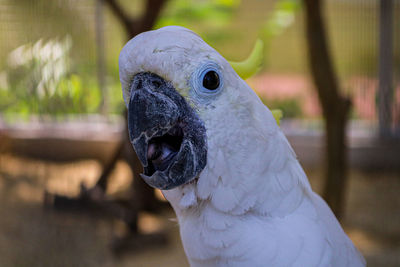 Close-up of a parrot