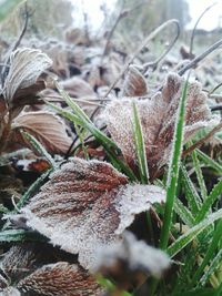 Close-up of frozen mushroom growing on field in forest