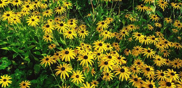 Close-up of yellow flowering plants on field