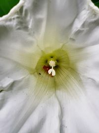 Close-up of white hibiscus blooming outdoors