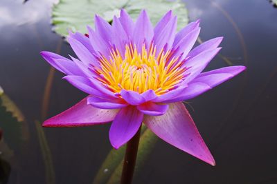 Close-up of purple water lily in pond