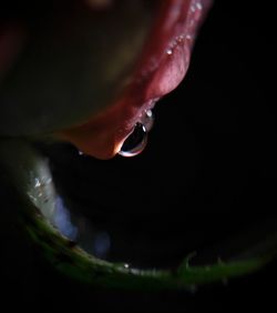 Close-up of water drop on leaf