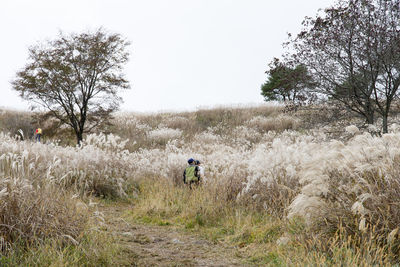 Rear view of men walking on trail amidst plants on field