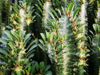 Close-up of succulent plant