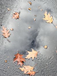 High angle view of maple leaves fallen in lake