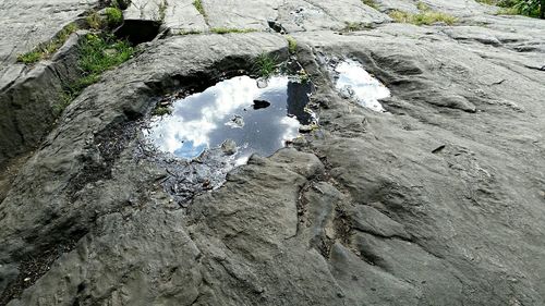 Reflection of trees in water