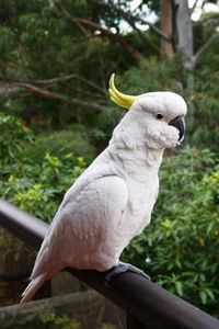 Close-up of parrot perching on tree