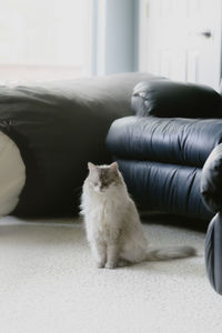 pet