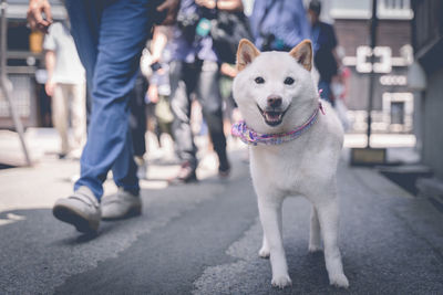 Low section of people by dog on footpath in city