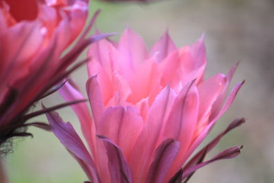 Close-up of pink flower blooming outdoors