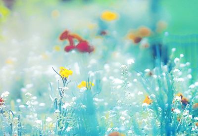 Close-up of flowers blooming against sky