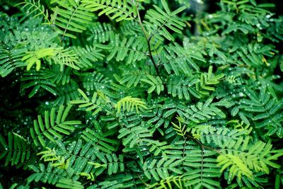 Full frame shot of plants