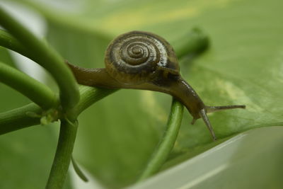 Close-up of snail on leaf