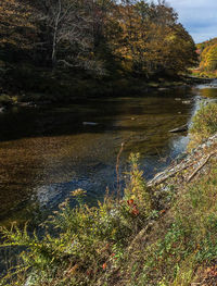 Scenic view of lake in forest