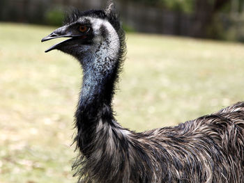 Close-up of emu on field