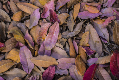 Full frame shot of dried leaves