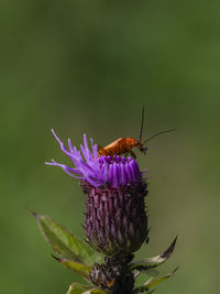 Close-up of insect perching on thistle flower