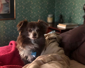 Dog sitting on sofa at home