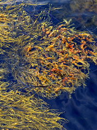 Close-up of leaves in sea