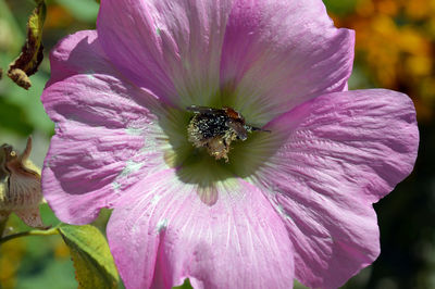 Close-up of honey bee pollinating on pink flower