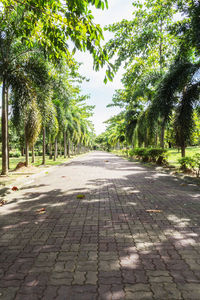 Empty road along trees in park